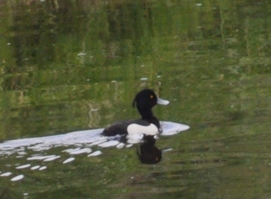 Tufted Duck - Janet Kelly