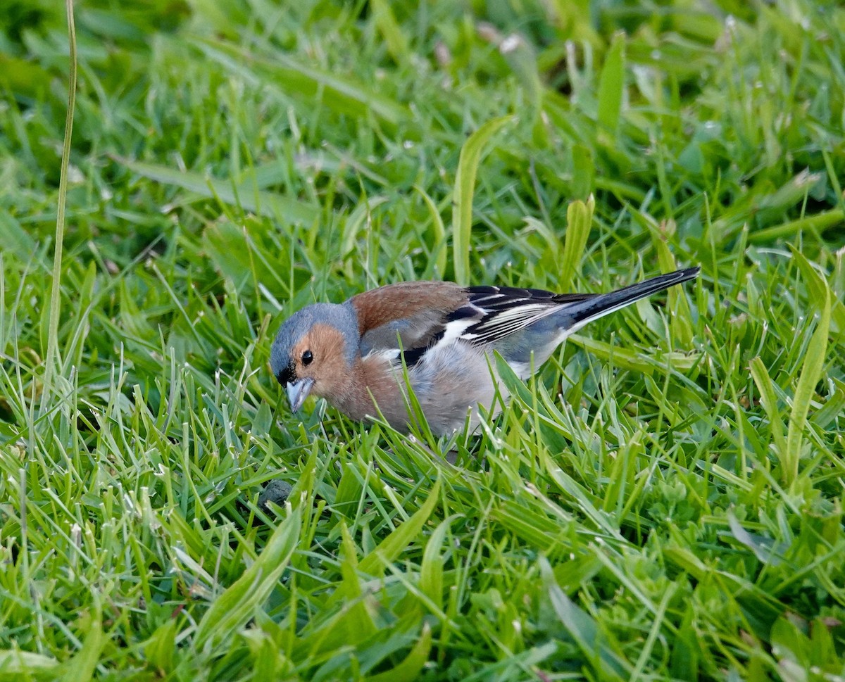 Common Chaffinch - David Diller