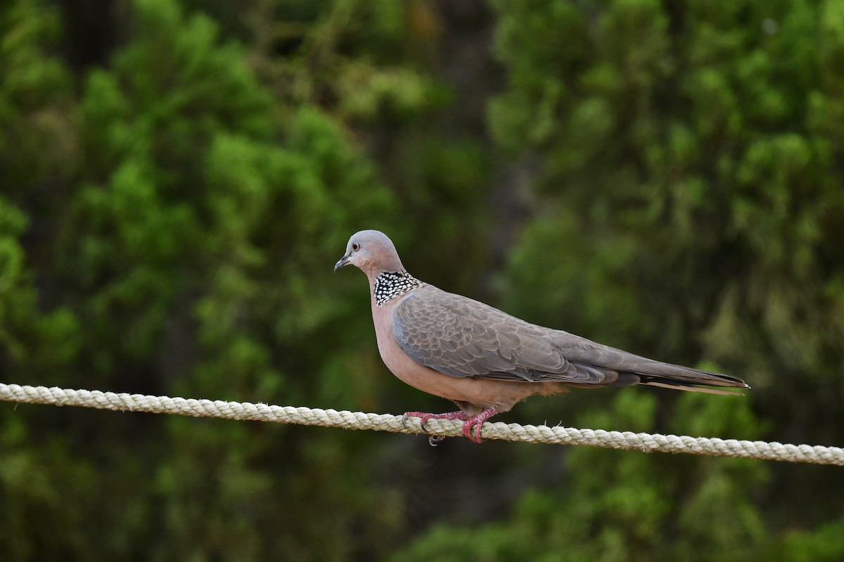 Spotted Dove (Eastern) - Ting-Wei (廷維) HUNG (洪)