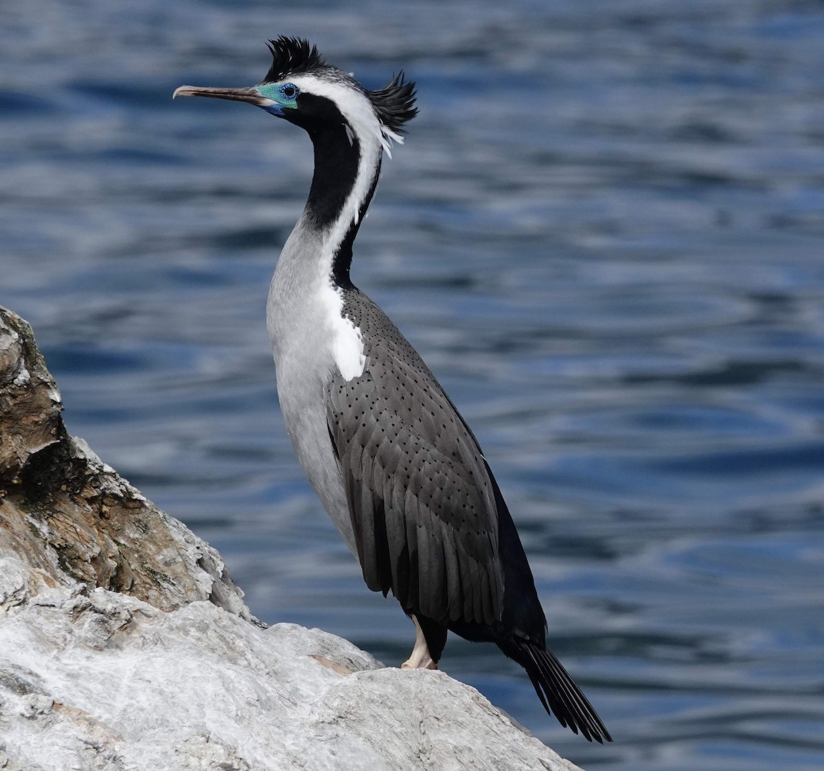 Spotted Shag - ML283427281