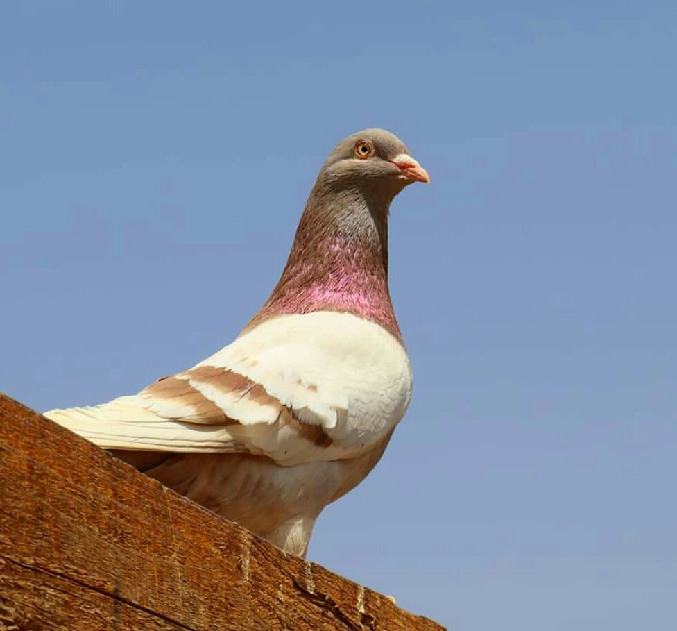 Rock Pigeon - Ismael Khalifa
