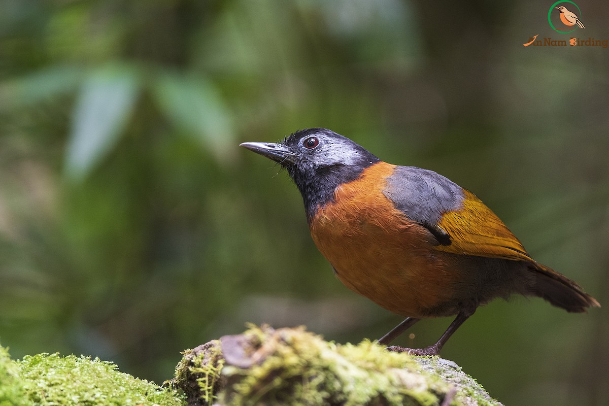 Collared Laughingthrush - Dinh Thinh