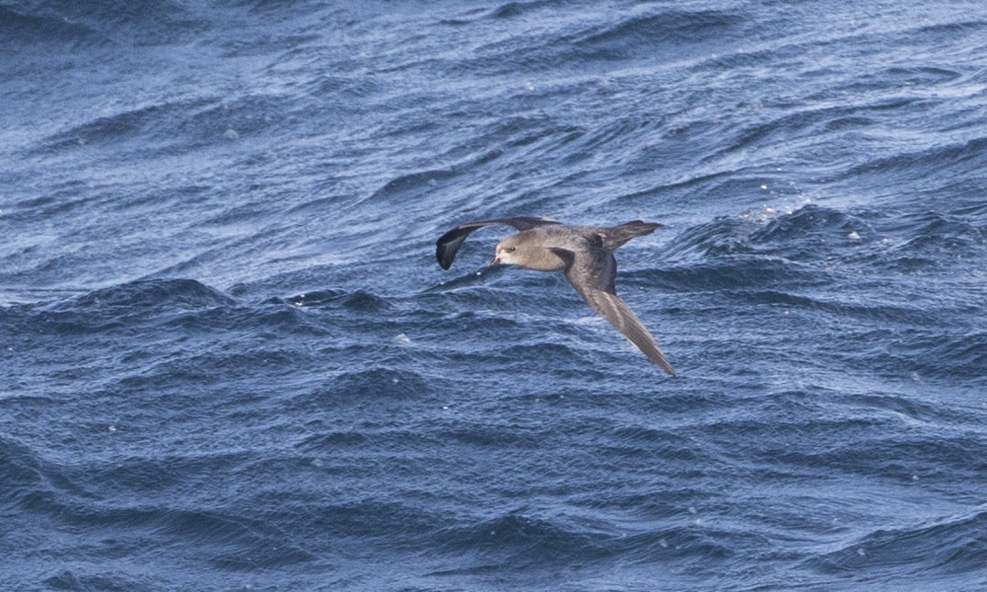 Murphy's Petrel - ML28343511