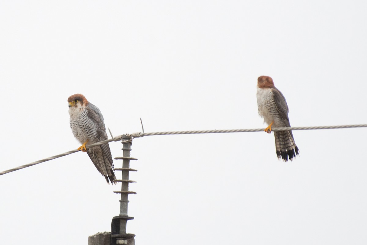 Red-necked Falcon - Amit Kulkarni