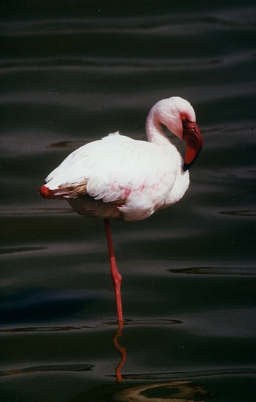 Lesser Flamingo - Eric van Poppel