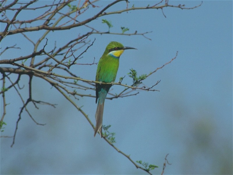 Swallow-tailed Bee-eater - Eric van Poppel