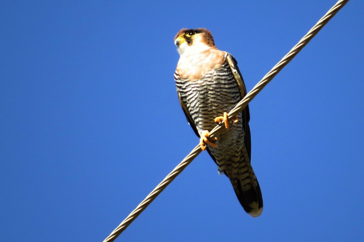 Red-necked Falcon - ML283440901