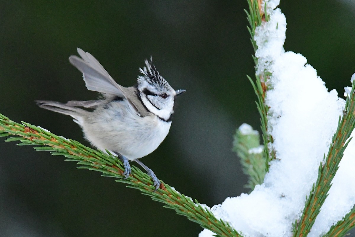 Crested Tit - ML283445111