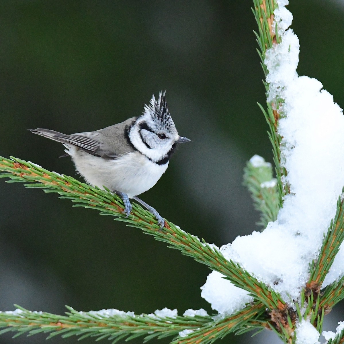 Crested Tit - ML283445131