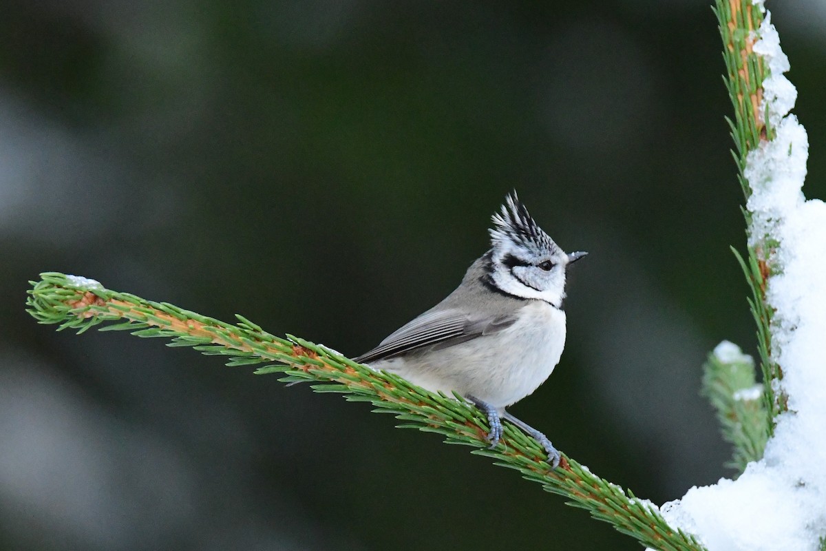 Crested Tit - ML283445141