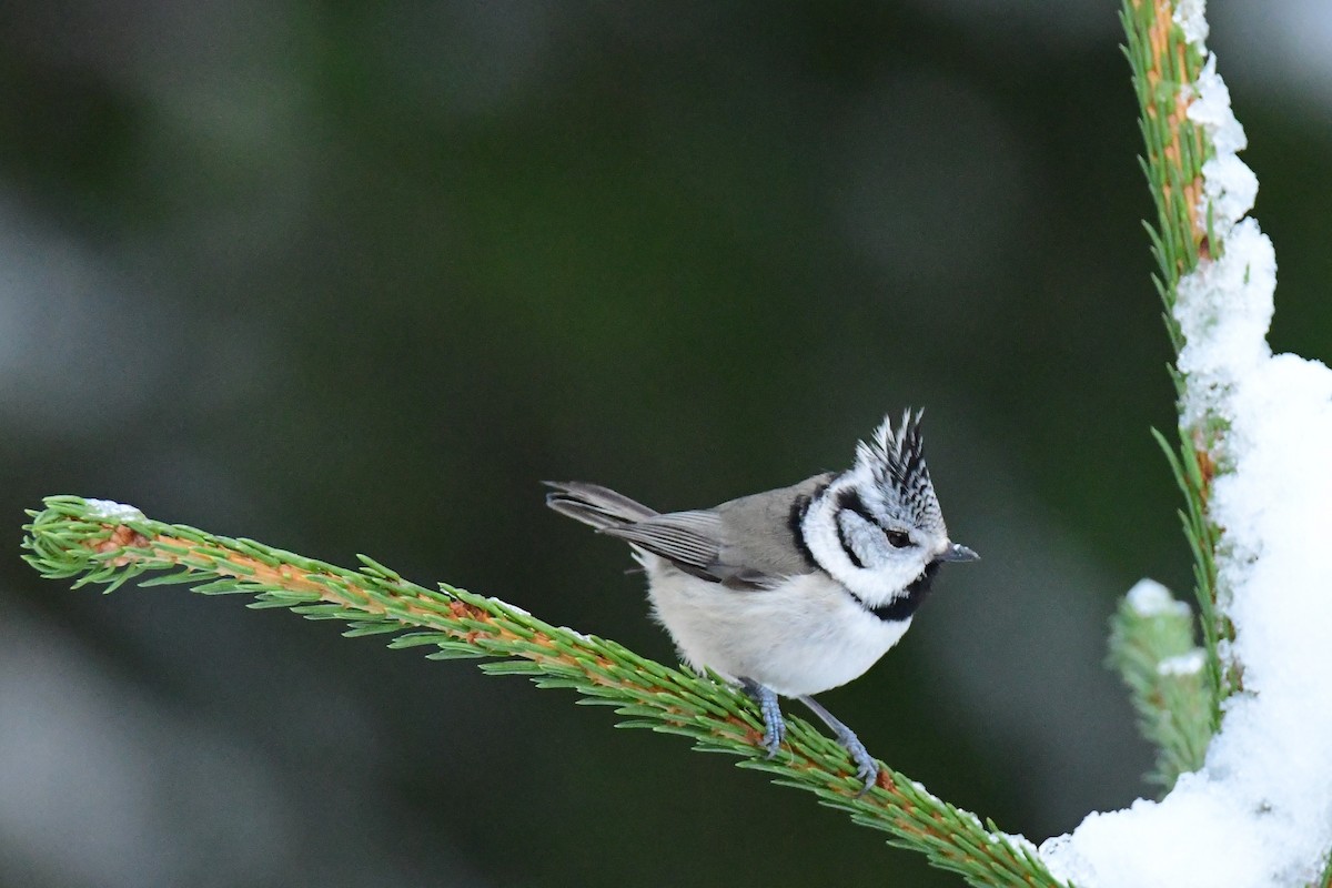 Crested Tit - ML283445151