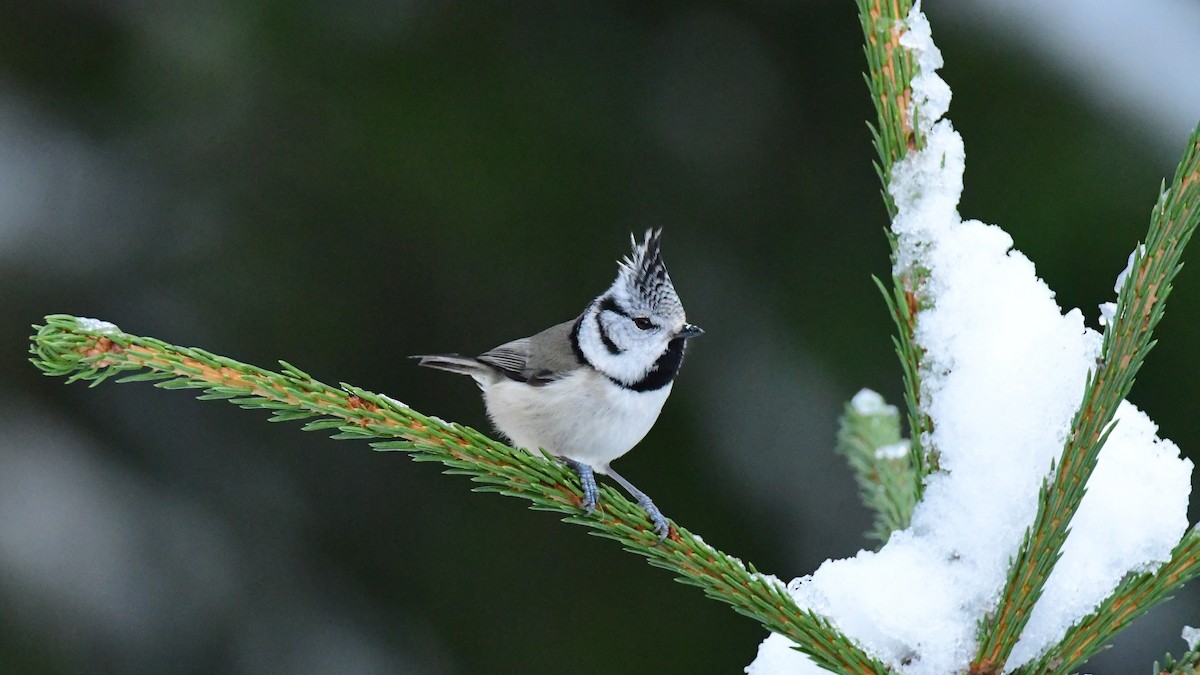 Crested Tit - ML283445161