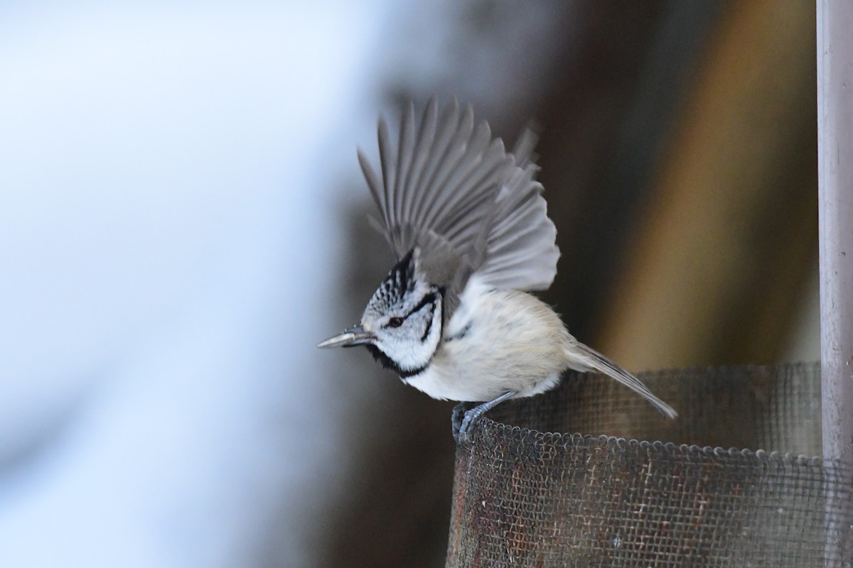Crested Tit - ML283445171