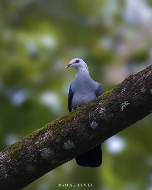Andaman Wood-Pigeon - eBird
