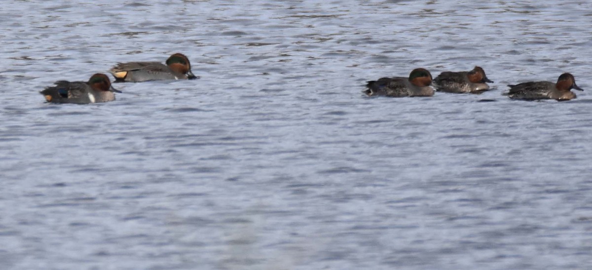 Green-winged Teal - ML283448031