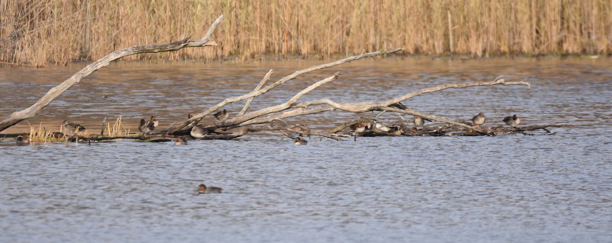 Green-winged Teal - ML283448061