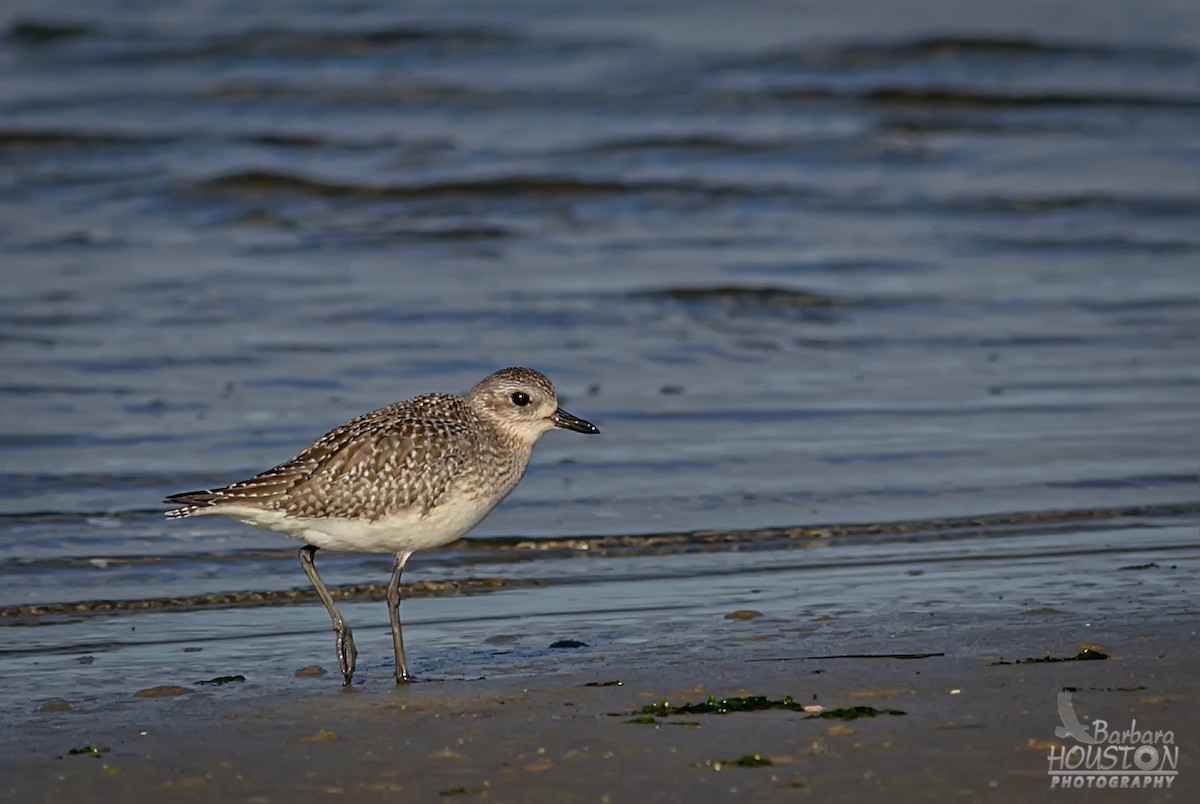 Virginia Breeding Bird Atlas Checklist 27 Nov 2020 Chincoteague NWR