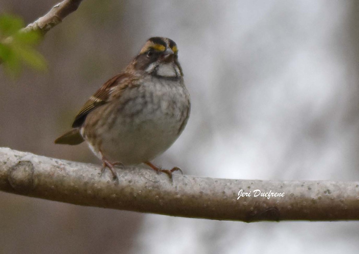 White-throated Sparrow - ML283448231