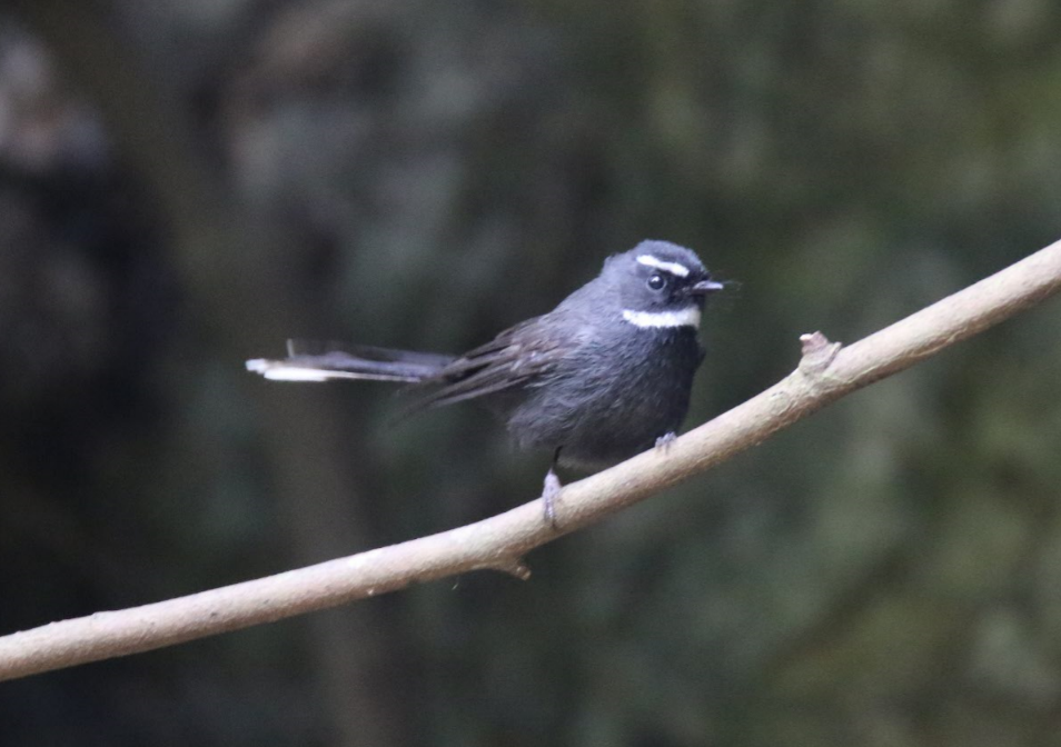White-throated Fantail - ML283456781