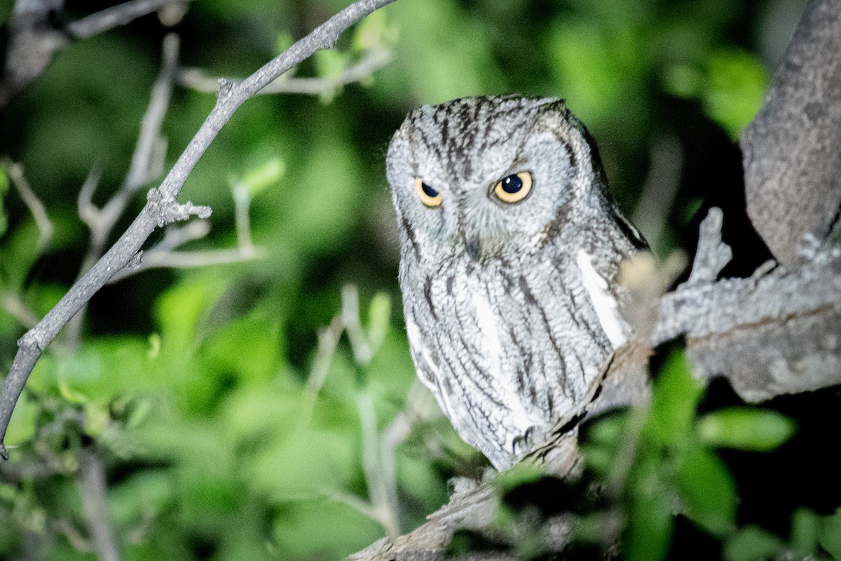 Western Screech-Owl - Alan OHeron