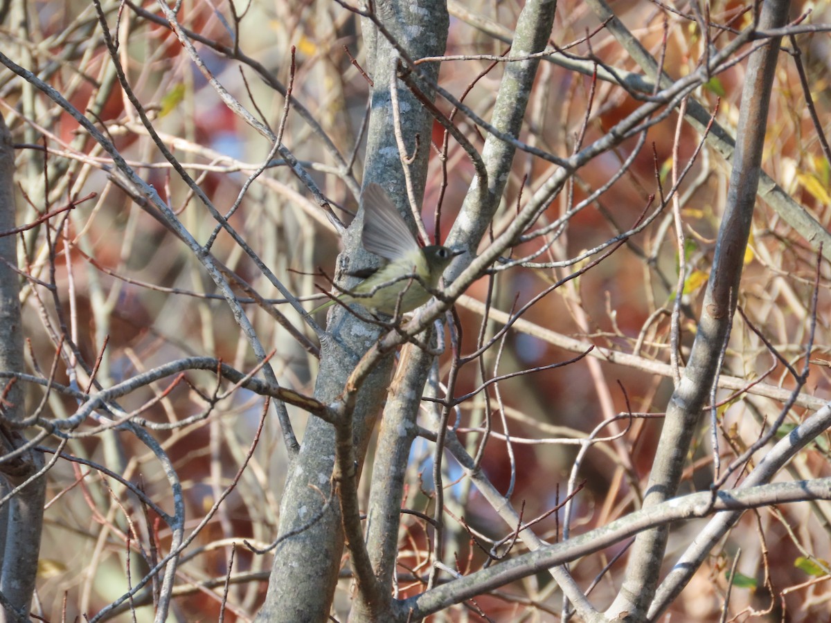 Ruby-crowned Kinglet - Vincent  Zollo