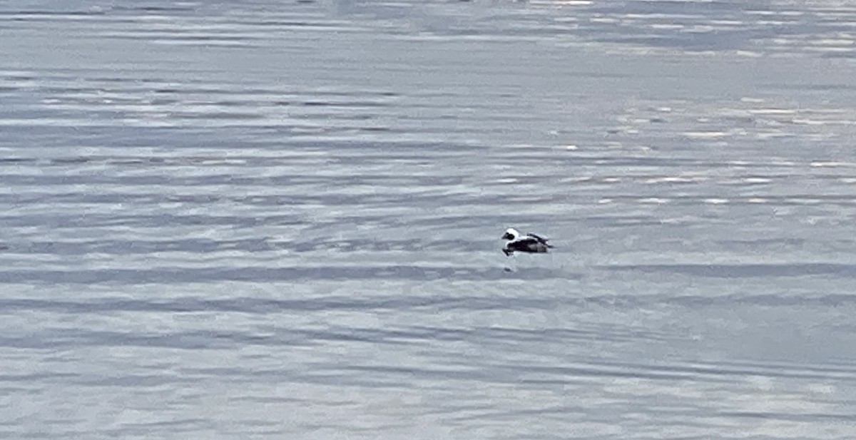 Long-tailed Duck - ML283460811