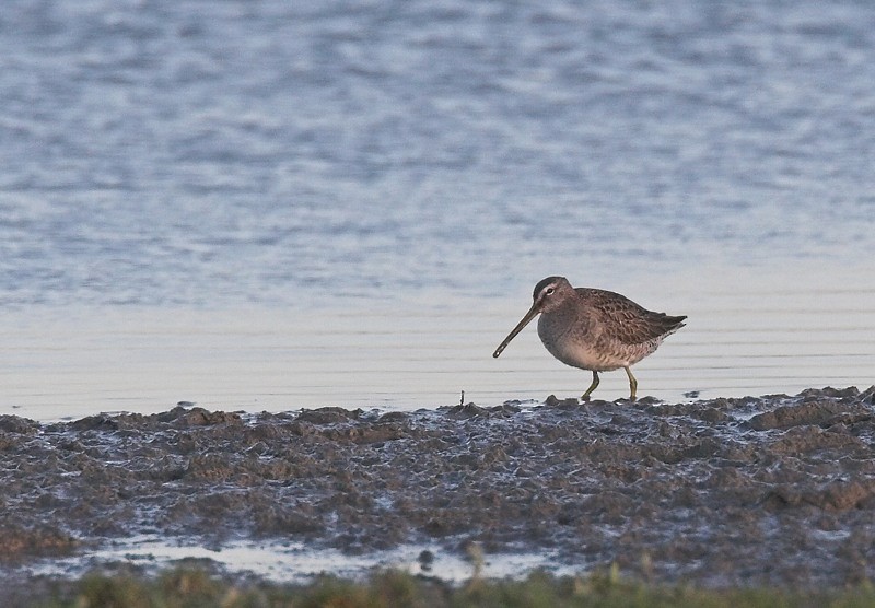 Long-billed Dowitcher - Paul Cools