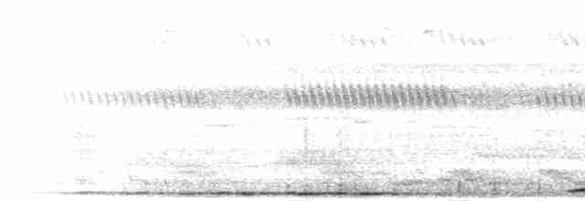 Coucal des Andaman - ML283475