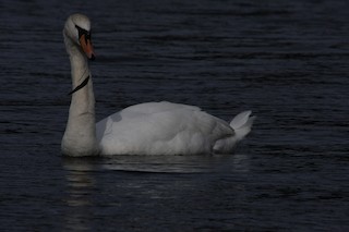 Mute Swan, ML283476171