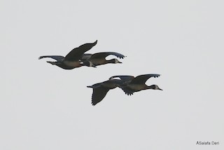 White-faced Whistling-Duck, ML283481511