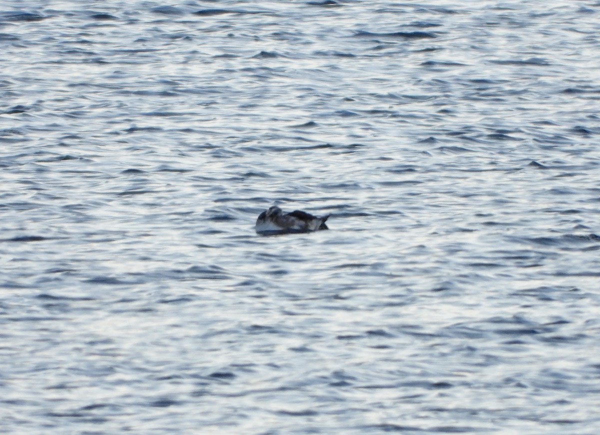 Long-tailed Duck - ML283482411