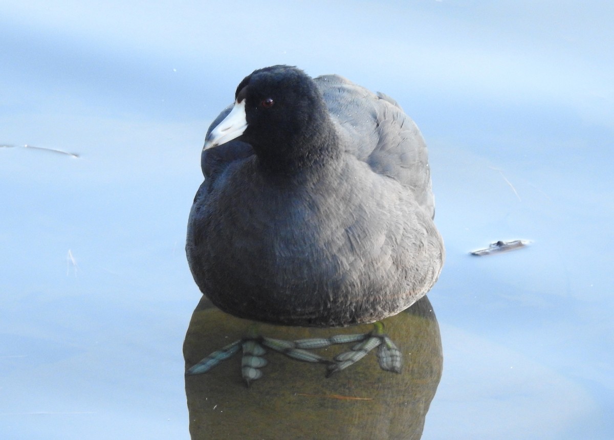 American Coot (Red-shielded) - ML283484671