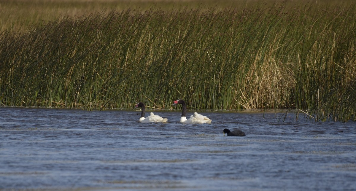 Black-necked Swan - ML283489711
