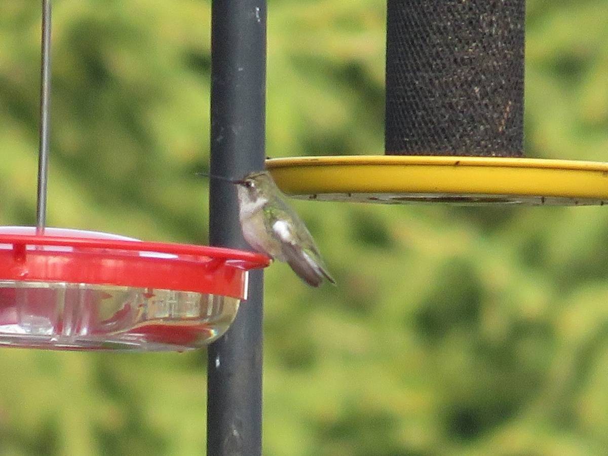 Black-chinned Hummingbird - ML283493361