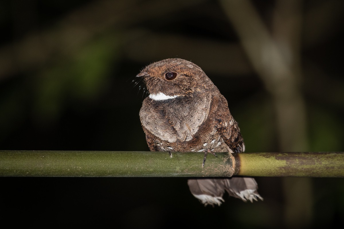 Ocellated Poorwill - Eden Fontes