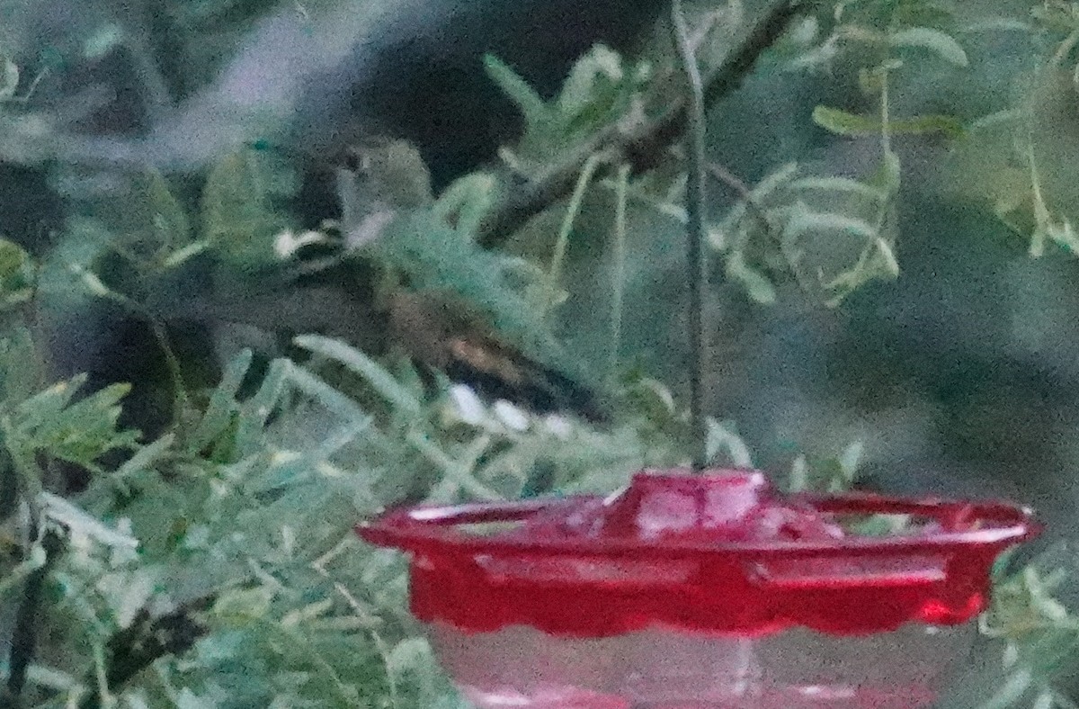 Broad-tailed Hummingbird - ML283495531