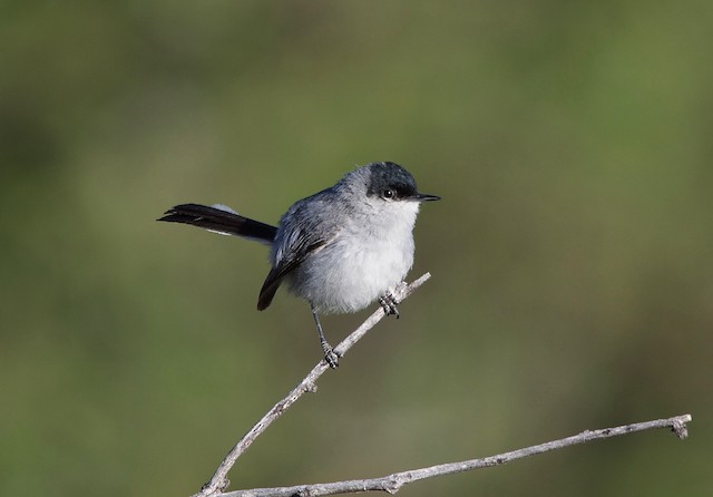 California Gnatcatcher - eBird