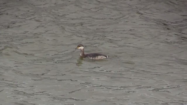 Red-necked Grebe - ML283499041