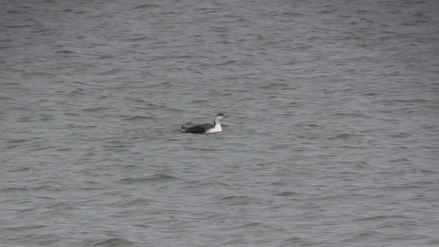 Red-throated Loon - ML283500371