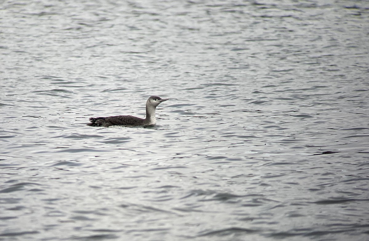 Red-throated Loon - ML283508141
