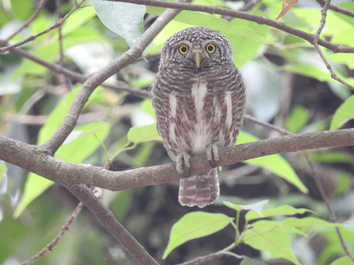 Asian Barred Owlet - Sahana M