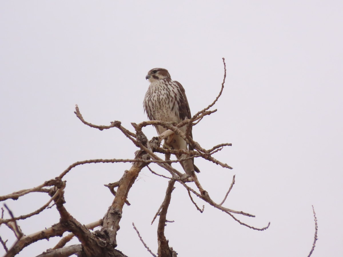 Prairie Falcon - David Buckley