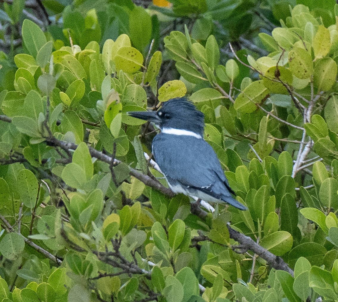 Belted Kingfisher - ML283523861