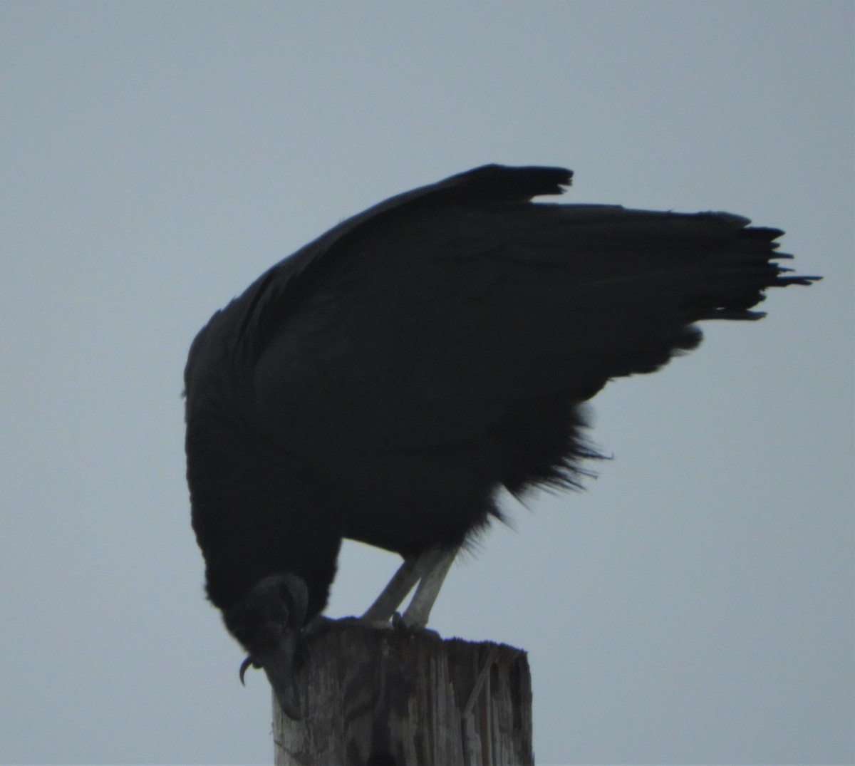 Black Vulture - Gregory Zbitnew