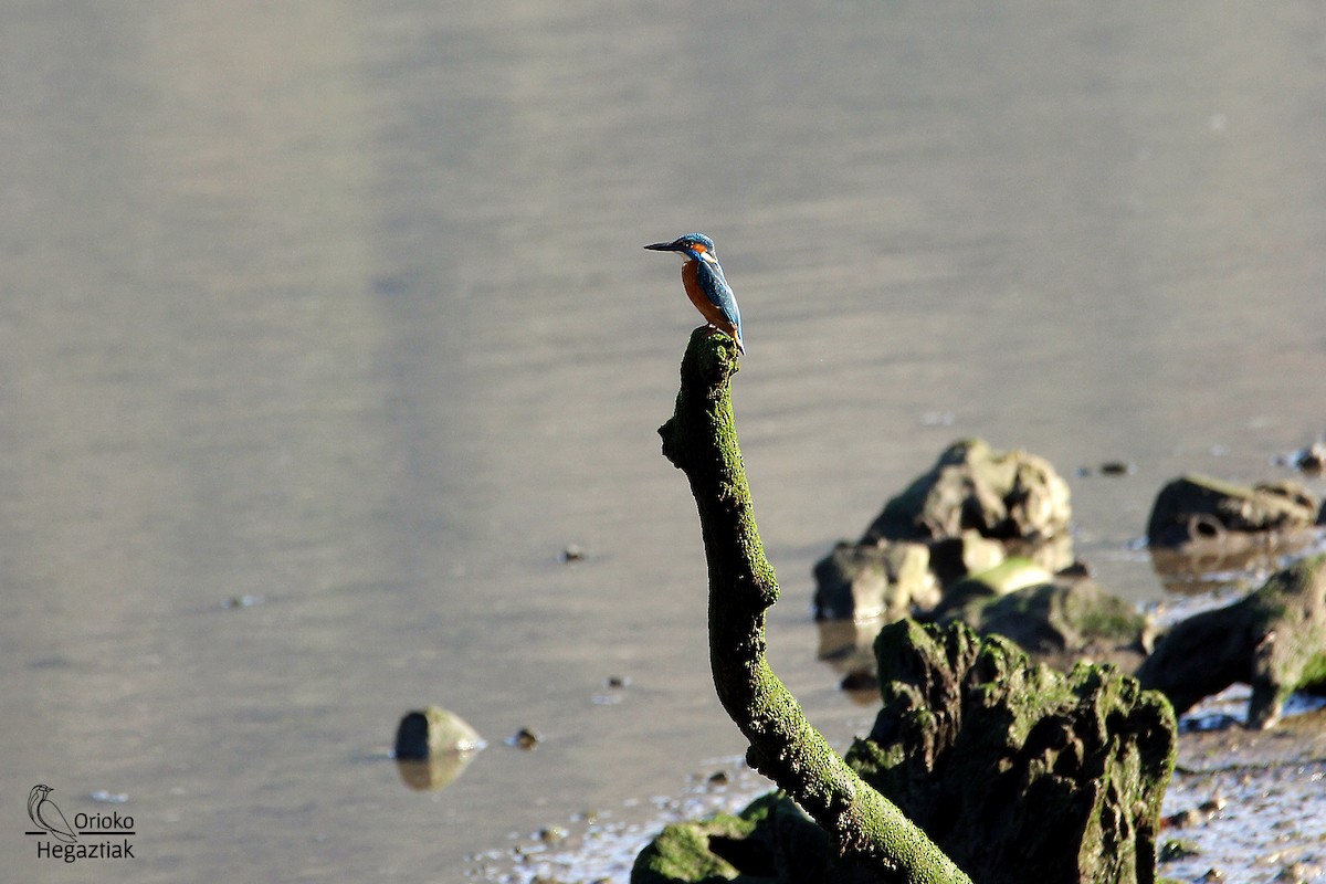 Common Kingfisher - Alain Britt