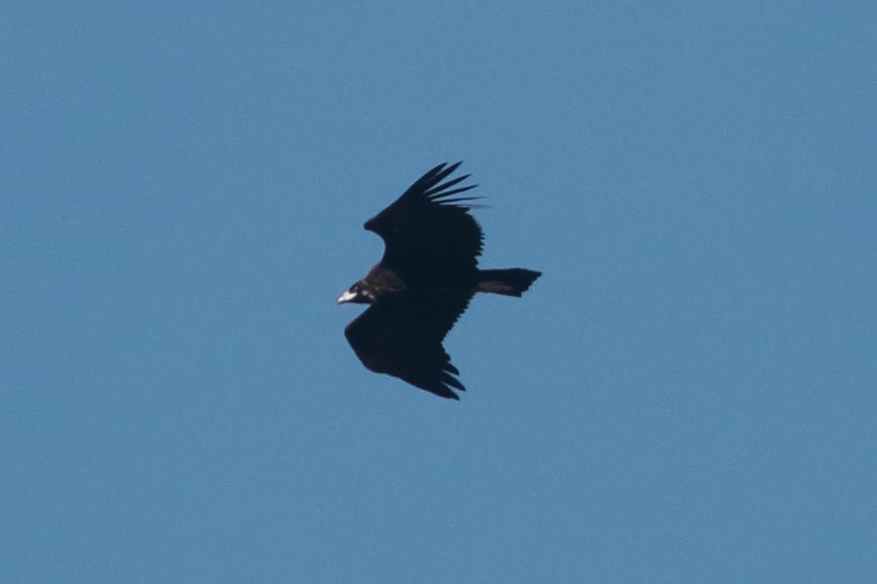 Cinereous Vulture - ML283533151