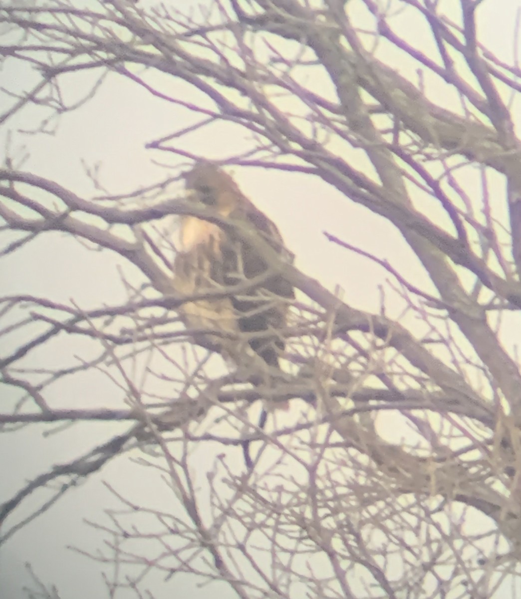 Red-tailed Hawk - ML283536241