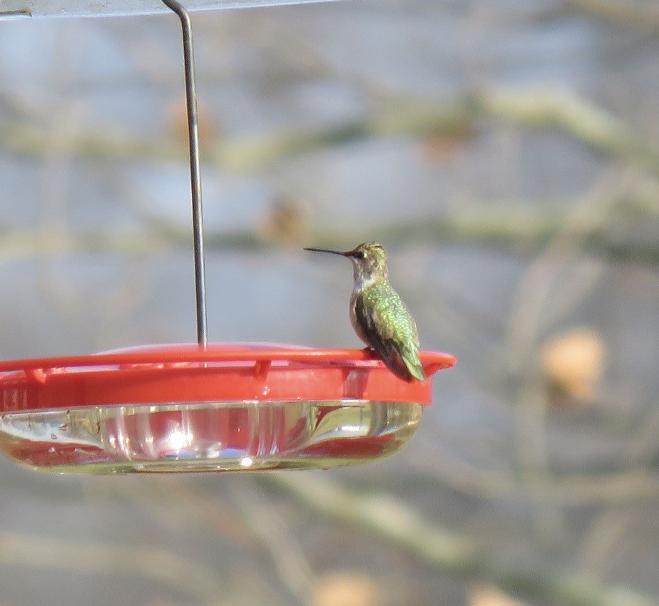 Black-chinned Hummingbird - Rich & Karen Kassouf