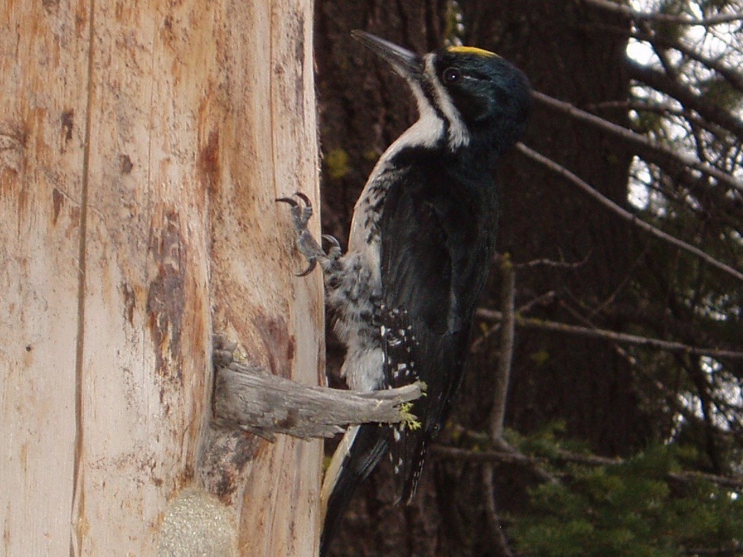 Black-backed Woodpecker - ML28354581