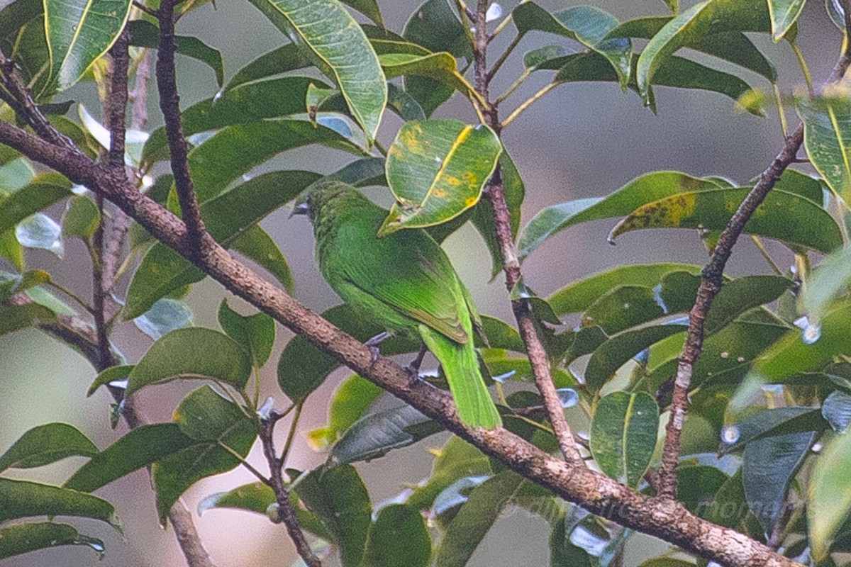 Golden-fronted Leafbird - DIJUMON KP